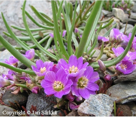  Lewisia pygmaea